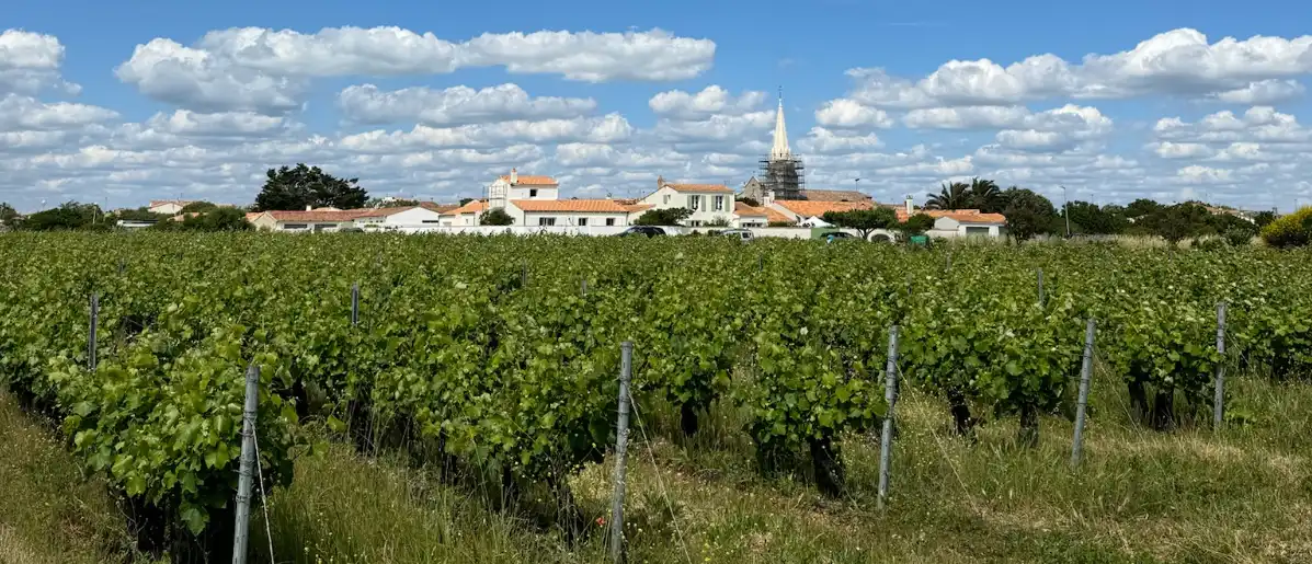 wijngaard op eiland ile de re voor westkust frankrijk