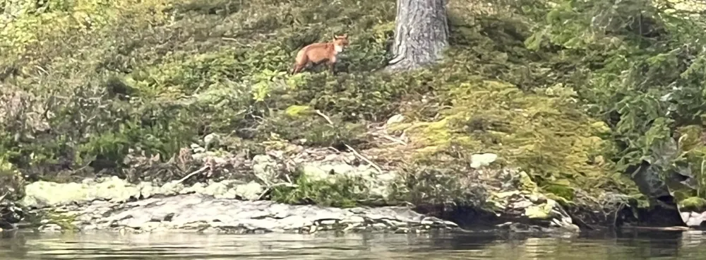 Ervaar de wildlife in Zweden op je roadtrip en kano tochten